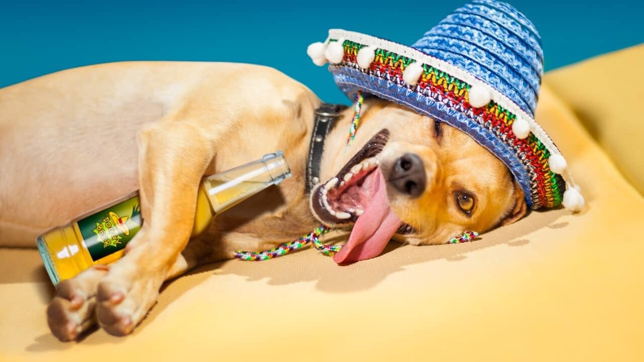Dog wearing a colorful hat holding a bottle