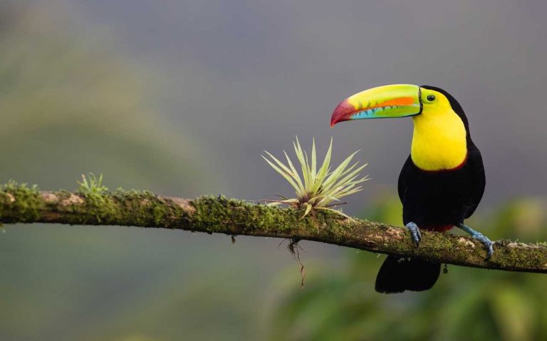 Costa Rica Travel Guide: A Marvel of Rich Culture and Picturesque Nature