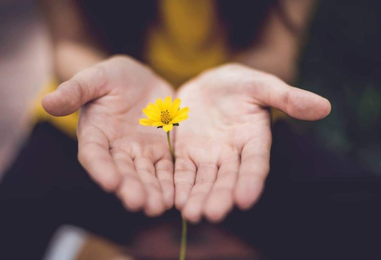 A person is holding a delicate yellow flower in their open palms