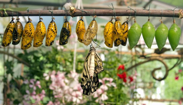 A butterfly emerging from its chrysalis among others in various stages