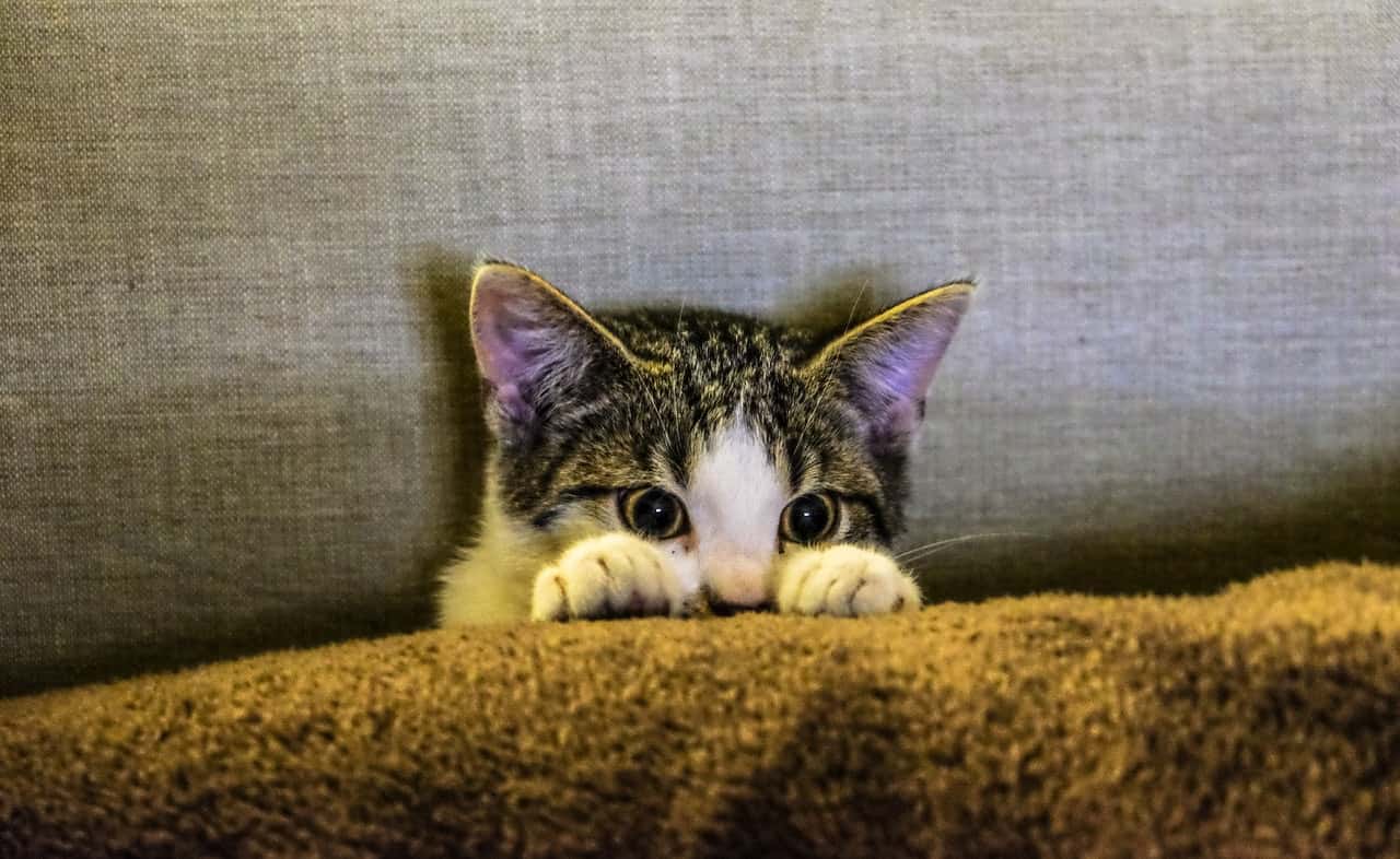 Kitten peeking over a blanket on the couch