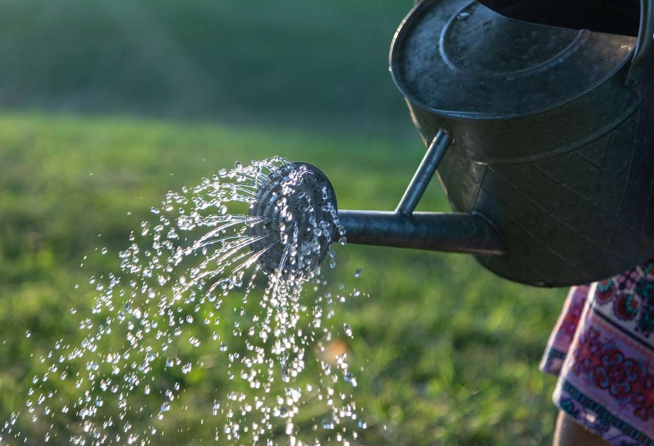 Watering can sprinkling water over grass in sunlight