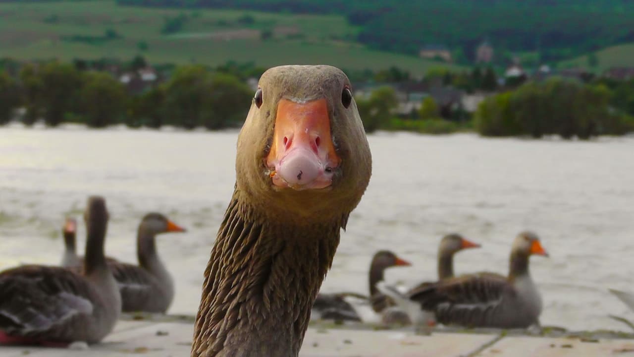 Close-up of a goose with others in background