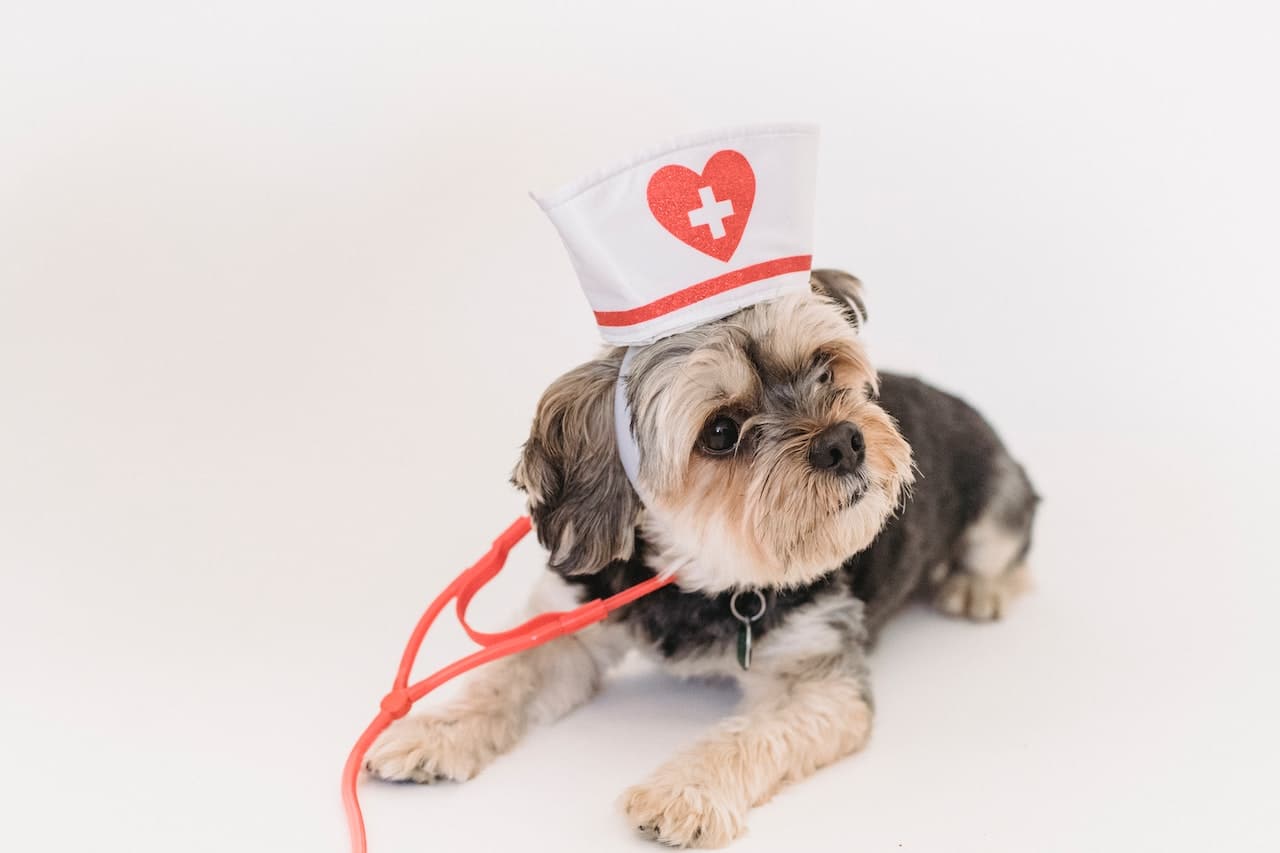 Small dog wearing a nurse hat and stethoscope