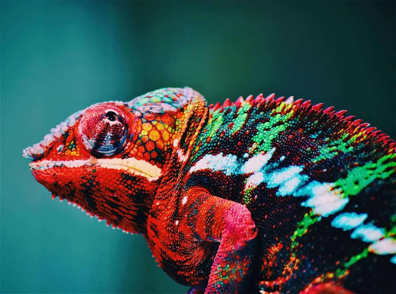 Colorful close-up of a chameleon