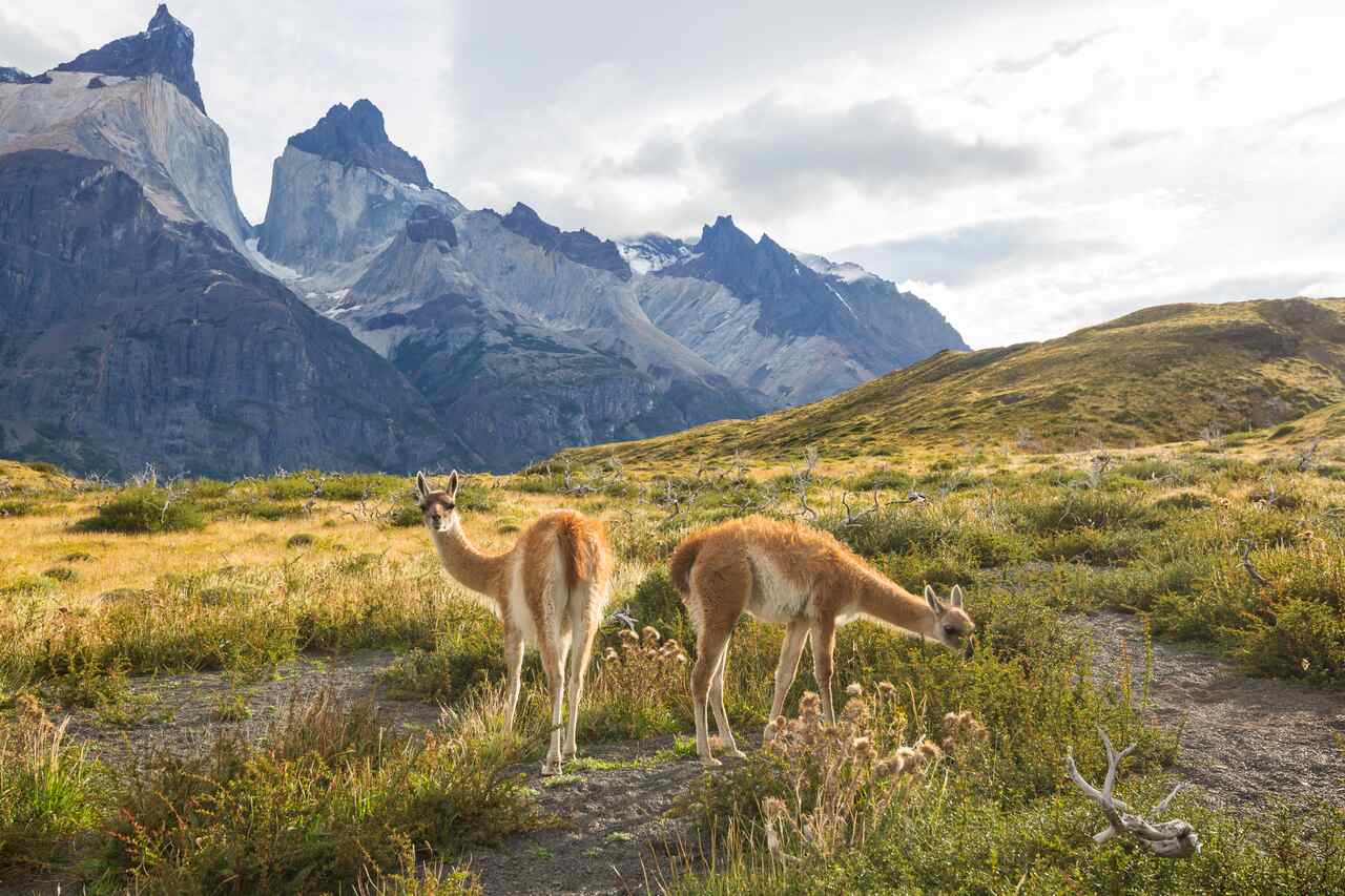 Two guanacos grazing in a mountainous landscape