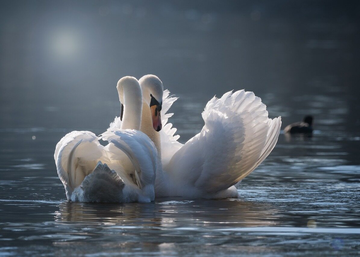Two swans facing each other on calm water