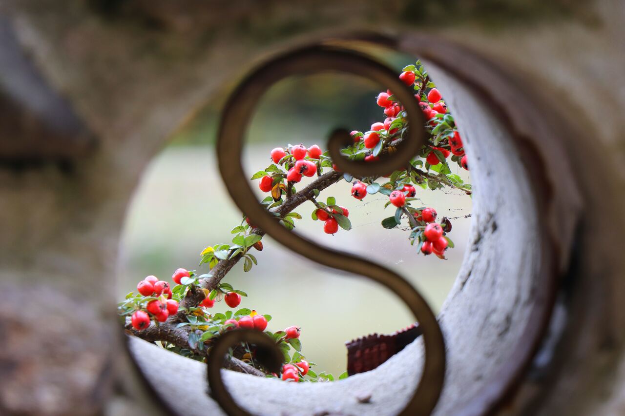 Branch with red berries framed by a spiral design