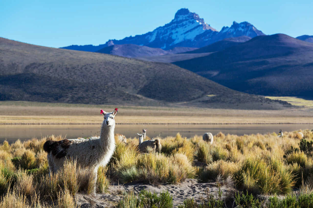 Llama standing in a grass field with mountains in background