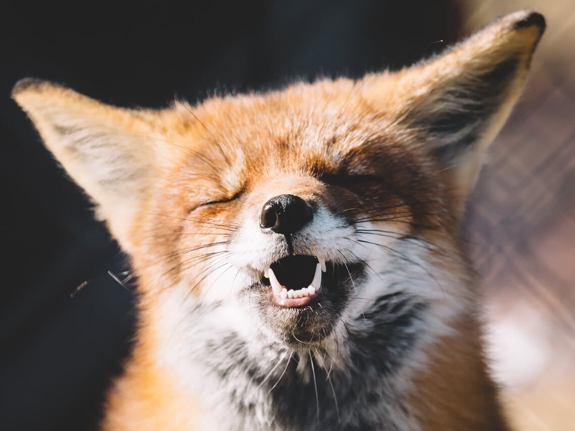 Smiling fox with eyes closed