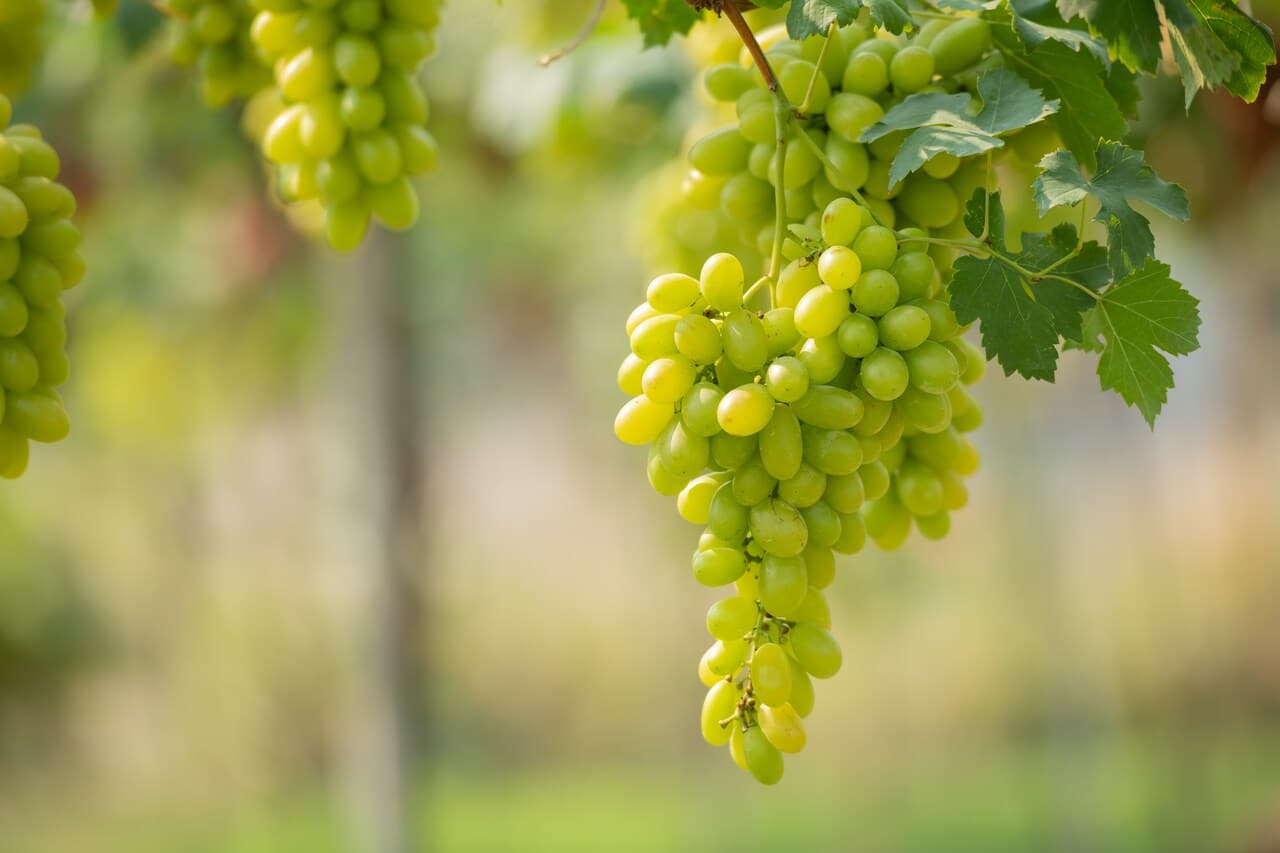 A bunch of green grapes hanging on a vine