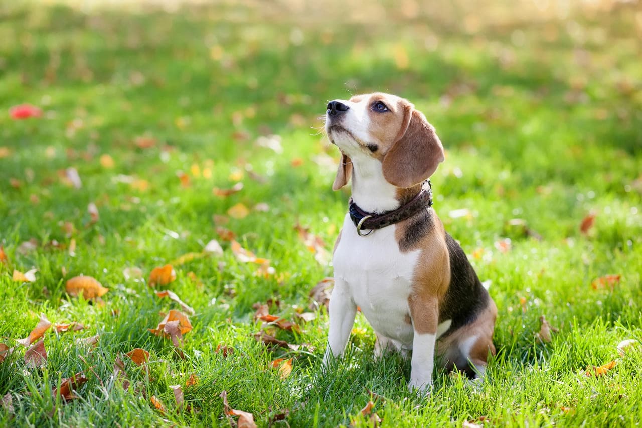 A beagle sitting on grass looking up