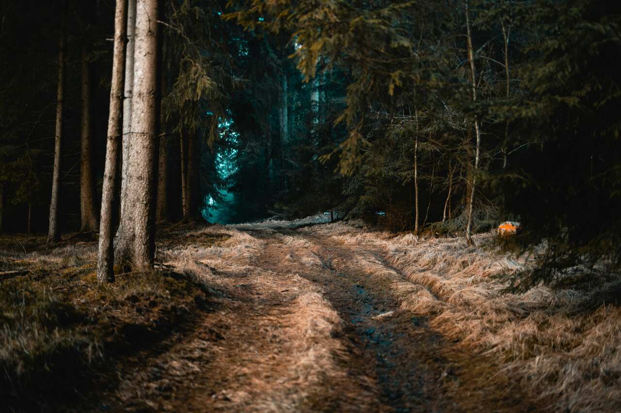 Forest trail surrounded by tall trees